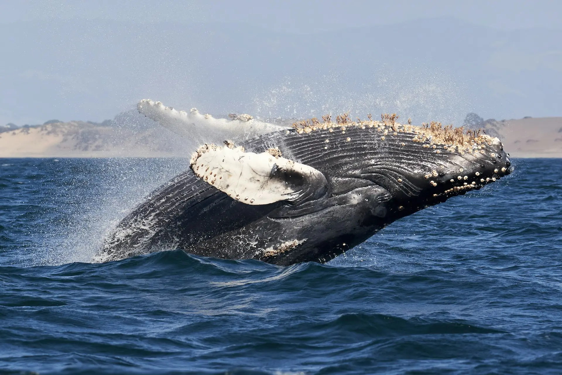 whale watching Cape Town